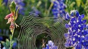 Сонник паук, к чему снится паук, во сне паук